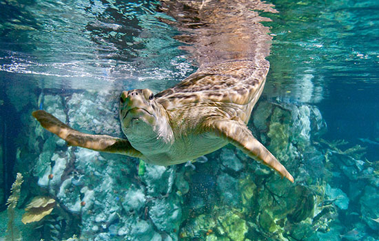 Shedd Aquarium